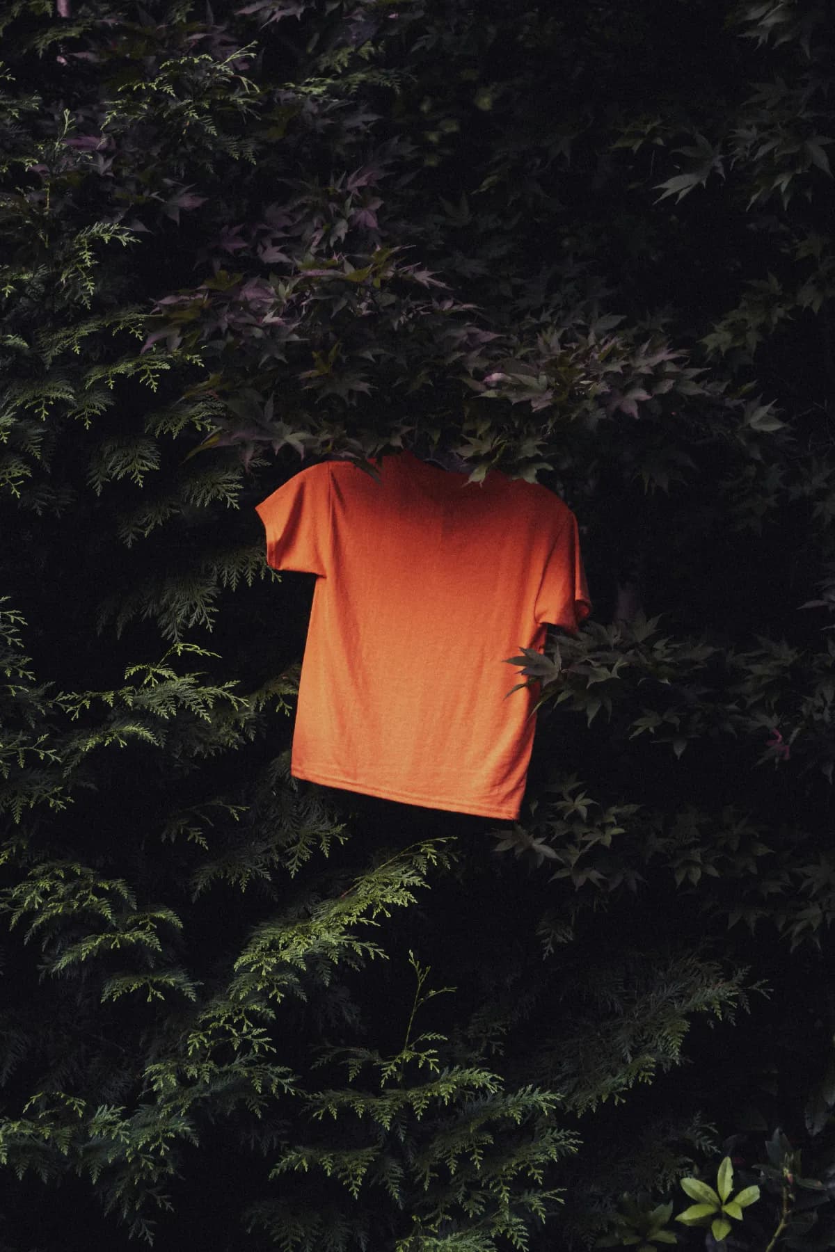 ragnal t shirt 2